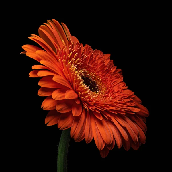 Beautiful Red Blooming Gerbera Stem Isolated Black Background Red Blue — Stock Photo, Image
