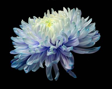 Beautiful blooming multycolor chrysanthemum flower head isolated on black background. Studio close-up photography.