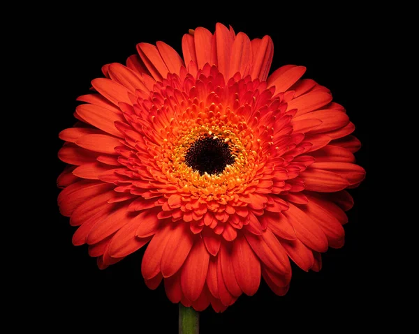Beautiful red blooming Gerbera with stem isolated on black background, red, blue, purple colors. Close-up studio photography.