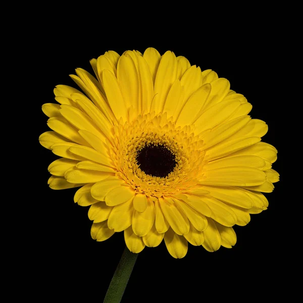Beautiful yellow blooming Gerbera with green stem isolated on black background, red, Close-up studio photography.