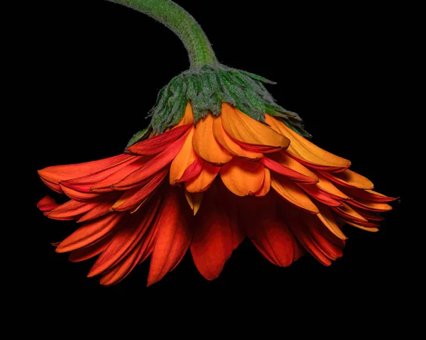 Beautiful red-orange fading Gerbera with green stem isolated on black background, red, Close-up studio photography.