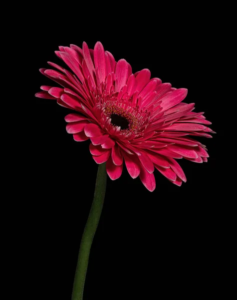 Beautiful crimson blooming Gerbera with green stem isolated on black background, red, Close-up studio photography.
