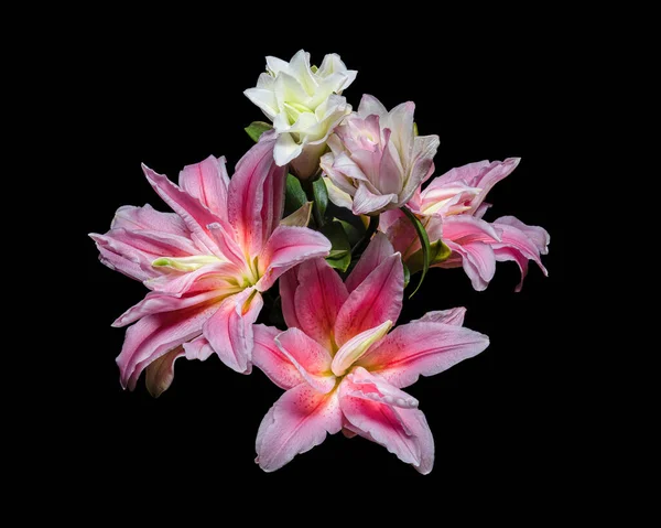Mooie Roze Witte Lelie Bloemen Met Groene Bladeren Geïsoleerd Zwarte — Stockfoto