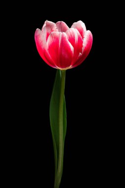 Yeşil saplı ve siyah arka planda yaprağı olan güzel kırmızı-beyaz lale. Stüdyo fotoğrafçılığı.