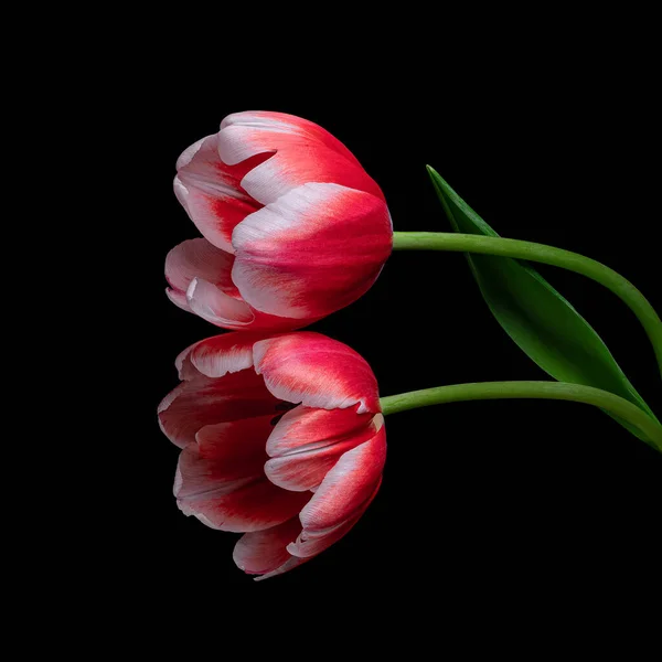 Beautiful red-white tulip with green stem and leaf isolated on black background. Studio close-up photography.