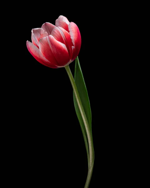 Gyönyörű Vörös Fehér Tulipán Zöld Szárral Fekete Alapon Elszigetelt Levéllel — Stock Fotó