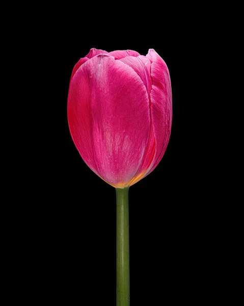 Gyönyörű Vörös Lila Tulipán Zöld Szárral Elszigetelt Fekete Háttérrel Stúdió — Stock Fotó