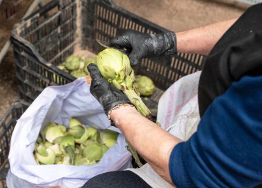 Tanınan eller enginar yapraklarını kesiyor.