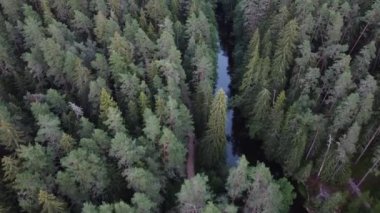 Eski orman kuşları üzerinde uçuyor