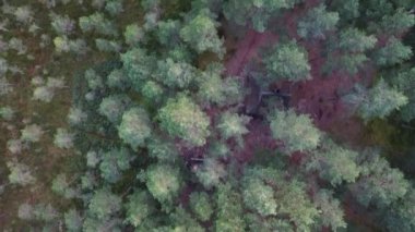 Sakinleştirici kamp ateşi orman insansız hava aracı videosu