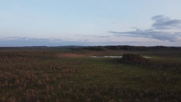 Calming bog forest drone view — Vídeos de Stock