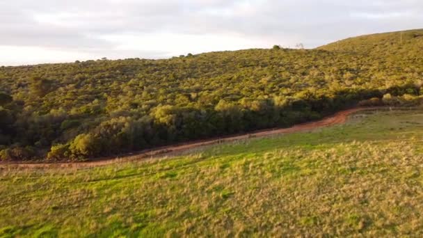 Légi drón kilátás a zöld erdőre. Kilátás a hegyre naplementekor. Arany óra. — Stock videók