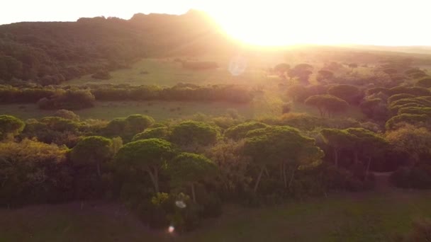 Uitzicht op een drone vanuit de lucht over groen bos. Uitzicht op de bergen bij zonsondergang. Gouden uur — Stockvideo