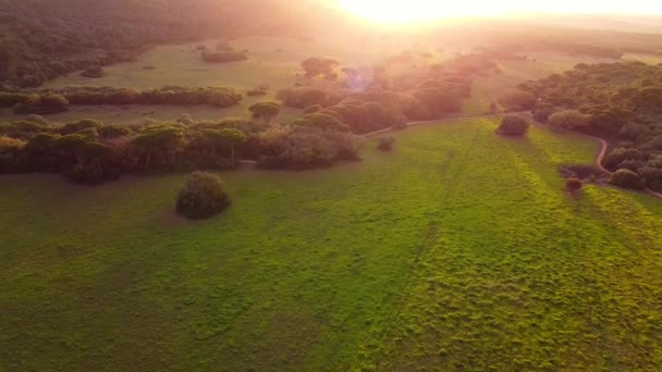 Drohnenblick aus der Luft über grünen Wald. Bergblick bei Sonnenuntergang. — Stockvideo