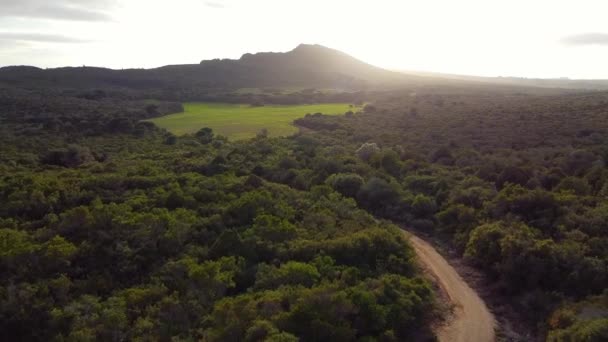 Letecký výhled na zelený les. Zelený prales. divoká příroda. — Stock video