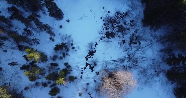 Går långsamt ner till marken, med utsikt över frusen flod. Träd utan blad — Stockvideo