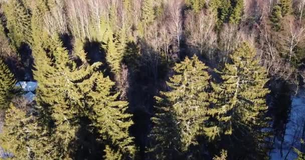 Vola tra gli alberi e alza lo sguardo con il drone verso la foresta senza fine. — Video Stock