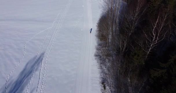 En ensam skidåkare i vinterskogen. Snöigt landskap. Deltagande skidåkning — Stockvideo