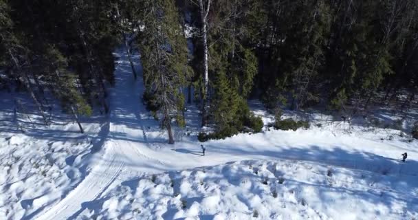 Sciatori che scendono dalla collina entrando nella foresta. GIORNO Soleggiato con pini. — Video Stock