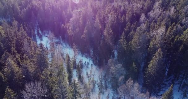 Noord-Europa koude winter. Vliegen over bomen zonder bladeren en dennenbomen. — Stockvideo