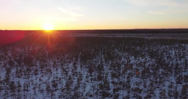 Looking down while flying over swamp, bog, sunset forest.Natural snow landscape — стоковое видео