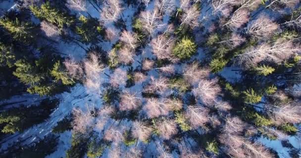 Volando sobre el bosque místico en primavera mientras la nieve se derrite y desaparece. — Vídeos de Stock