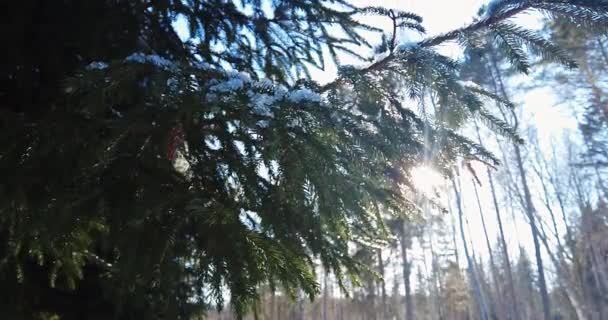 Le soleil brille à travers l'épinette. Soleil au ralenti qui brille à travers l'épinette. — Video