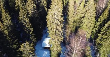 Büyük güneşli bir ormanın ortasında ağaç bir kulübe. Gün ışığı ağacın tepesinde parlar. 