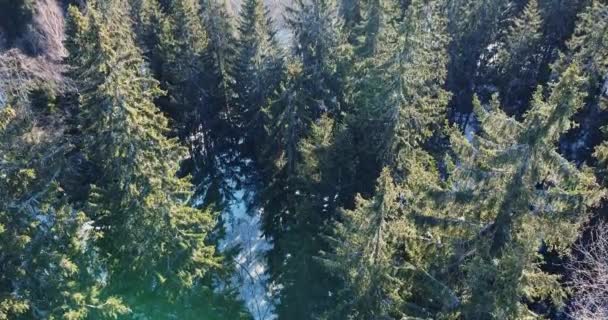 Inclinazione verso il basso con il drone, si affaccia vicino alle cime degli alberi, foresta. Abbassati — Video Stock