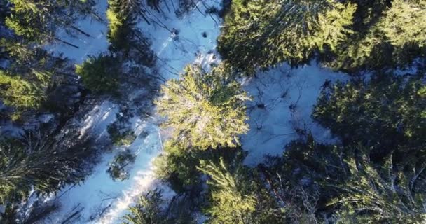 Дрон збільшує масштаб і обертається навколо лісу, вершини дерев у сонячних кольорах . — стокове відео