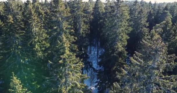 Mit Baumwipfeln durch den nahen Wald fliegen. Drohnenaufnahmen über fliegender Fichte — Stockvideo