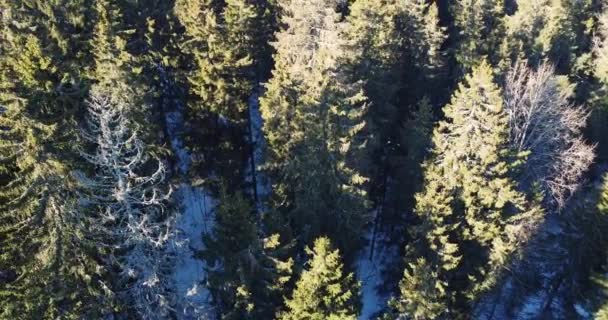 All'inizio della primavera nella foresta, vista aerea superiore sulla foresta mista. La primavera sta arrivando — Video Stock