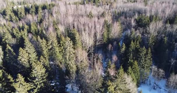 Fliegen über den Winterwald mit kahlen Bäumen und Kiefern. Winterlandschaft — Stockvideo