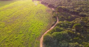 Ormandaki ıssız yolu izleyen hava görüntüleri. Karbon içermeyen kavram