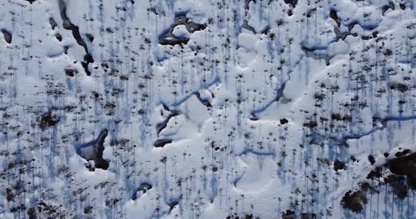 Video dall'alto verso il basso di una palude paludosa nevosa struttura paludosa, campi paludosi — Video Stock