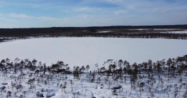 Жінка виходить з лісу до замерзлого озера. Повітряний постріл дронів — стокове відео