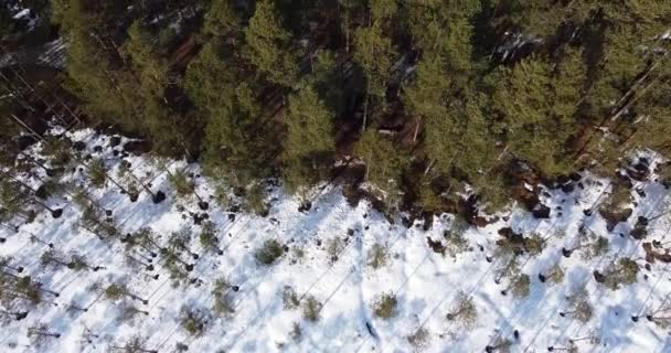 Filmato aereo sopra la palude fredda che si muove lentamente verso la calda foresta soleggiata. — Video Stock