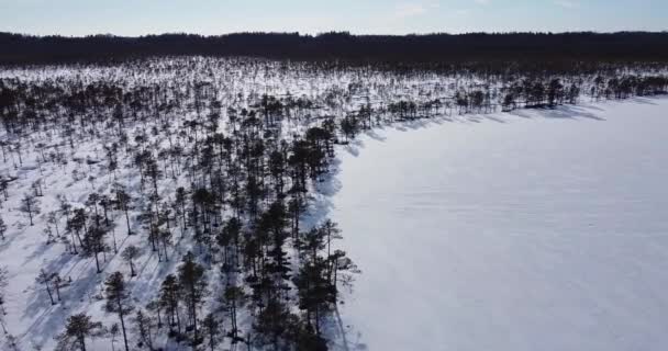 Langsam fliegen sie über gefrorenen See und eiskalten Moorsumpf. Silhouette übersehen — Stockvideo