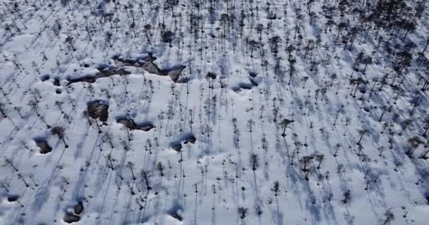 Αργά κινείται προς τα πίσω, ενώ με θέα βάλτο δάσος βάλτων. Χειμερινό τοπίο — Αρχείο Βίντεο