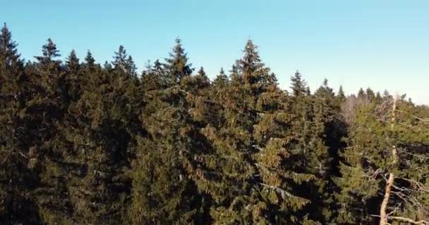 平らな土地の上の空中ビューに松の木の森の上に密接に飛んで. — ストック動画