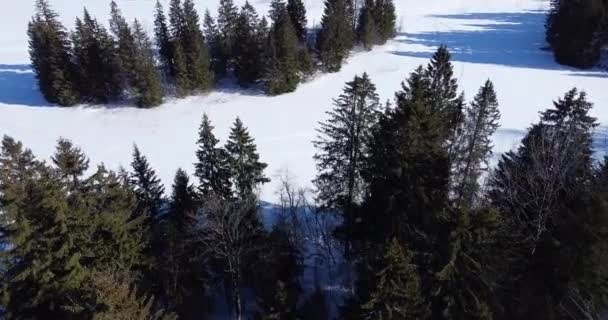 Kış ormanı üzerindeki hava manzarası. İHA görüntüleri çam ağacının tepesinde uçuyor. — Stok video