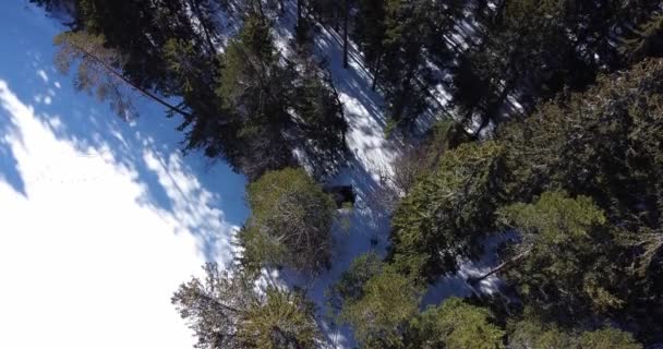 Female male biathlete marathon in sportswear on the skiing track. Poles, rifles. — Stock Video