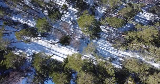 Naar beneden kijken terwijl de sporter aan het skiën is. Groen bos, besneeuwde grond — Stockvideo