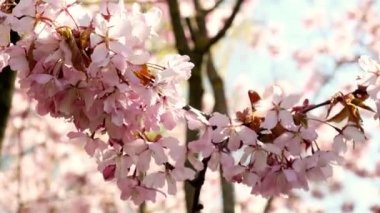 Kiraz çiçekleri rüzgâr esintisinde hareket ediyor. Yakın planda yumuşak pembe kiraz ağacı var. Beyaz çiçekler. Güzel pembe çiçek açan renkler. - Evet. Yüksek kalite 4k görüntü