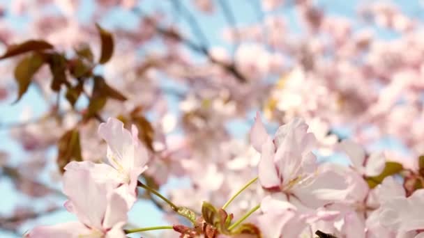 Körsbärsblommorna Rör Sig Vinden Mjukt Rosa Körsbärsträd Närbild Vita Blommor — Stockvideo