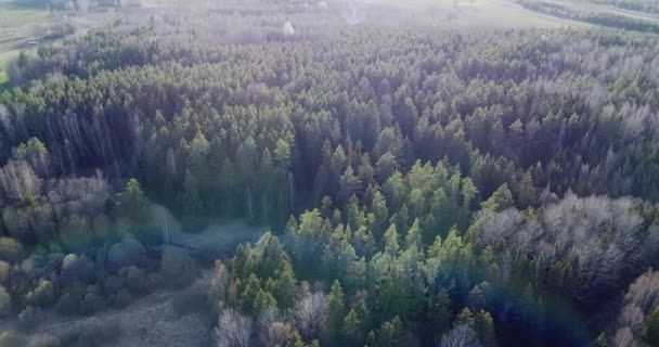 Jarní Sezóna Borovicemi Jeden Tajemný Bílý Strom Pozadí Krásný Les — Stock video