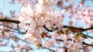 Kiraz çiçeği bahar mevsimi. Sakura yaprakları dökülüyor ve arılar tozlaşıyor. Kamerayla yukarı doğru eğiliyor ve güzel pembe bir çiçek ağacı gibi görünüyor. Güneş ışığı. Pembe ağaçlı manzara. Bahar mevsimi. 