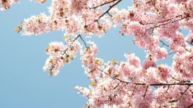 Kiraz çiçeği konsepti. Japon sakurası. Çiçek açan kiraz ağacına bakıyorum. Güzel pembe çiçek renkleri. Hanami. Bahar çiçekleri. Güzel Japon ağaç dalları. Güzel pembe bir manzara. Mavi gökyüzü. 
