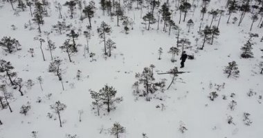 Kuş bakışı yürüyüş yolunun yanından geçen bir adam. Yolda yürüyen ve yürüyüş yapan tanınmamış bir adam. Kış bataklık bataklık manzarası. Karla kaplı topraklar. Güzel vahşi doğa. .