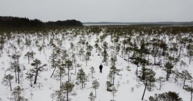 Bataklıkta yürüyen bir adamın robot görüntüleri. Bataklıkta yürüyüş yapmak. Kış manzarası. Donmuş karla kaplı bir yerde tek başına yürüyen ve yürüyüş yapan bir adam. Alacakaranlık vakti. Küçük bir orman. Tanınmayan adam . 